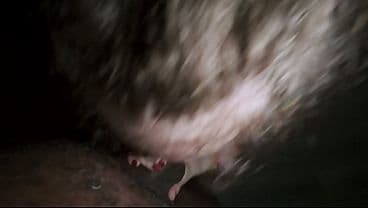 POV of the camera Man getting his Dick sucked n...